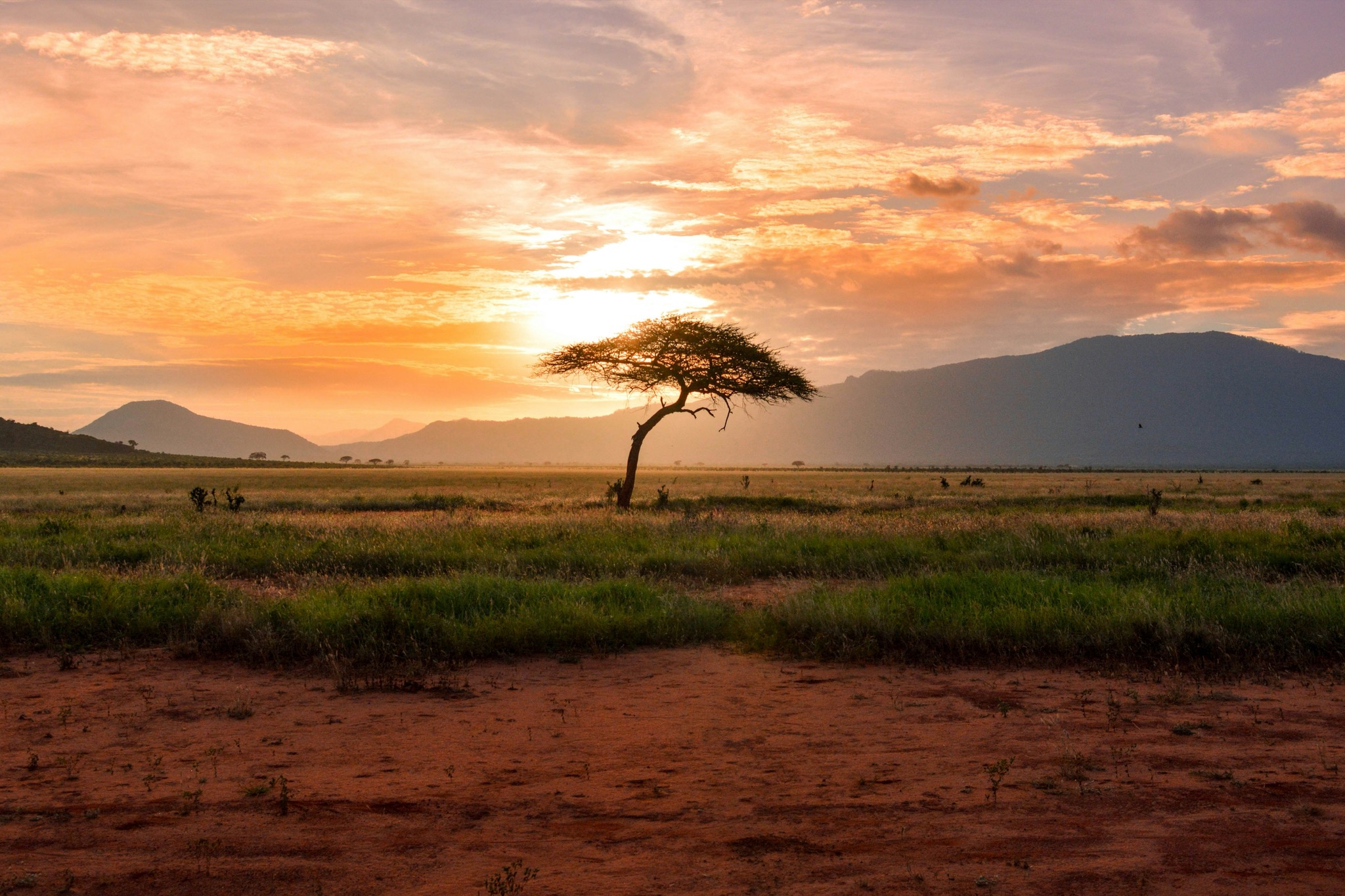 Tree-climbing lion