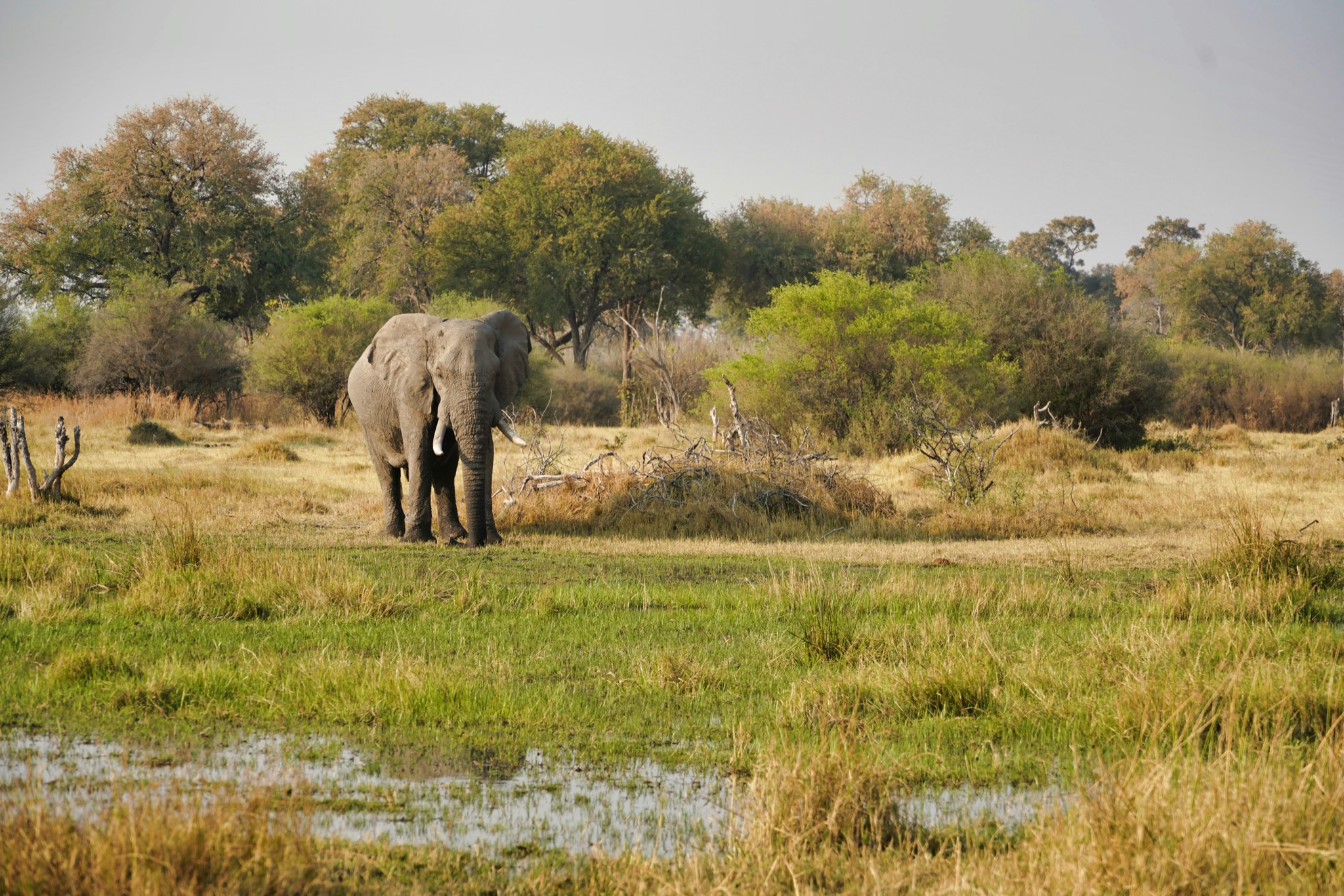 Murchison Falls